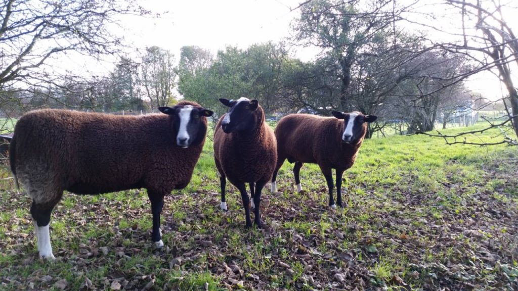zwartbles sheep